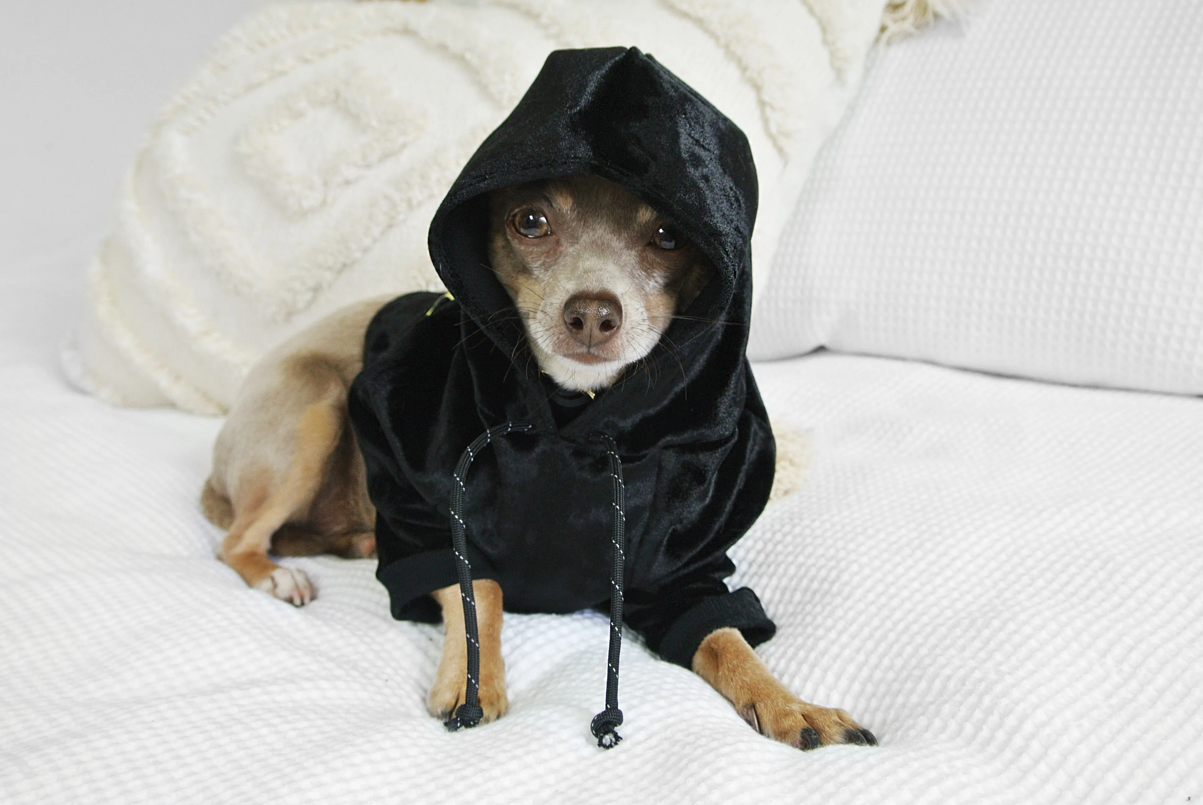 Black Velvet NYC Hoodie (DOG & CO. Exclusive) (FINAL SALE) (FINAL SALE)