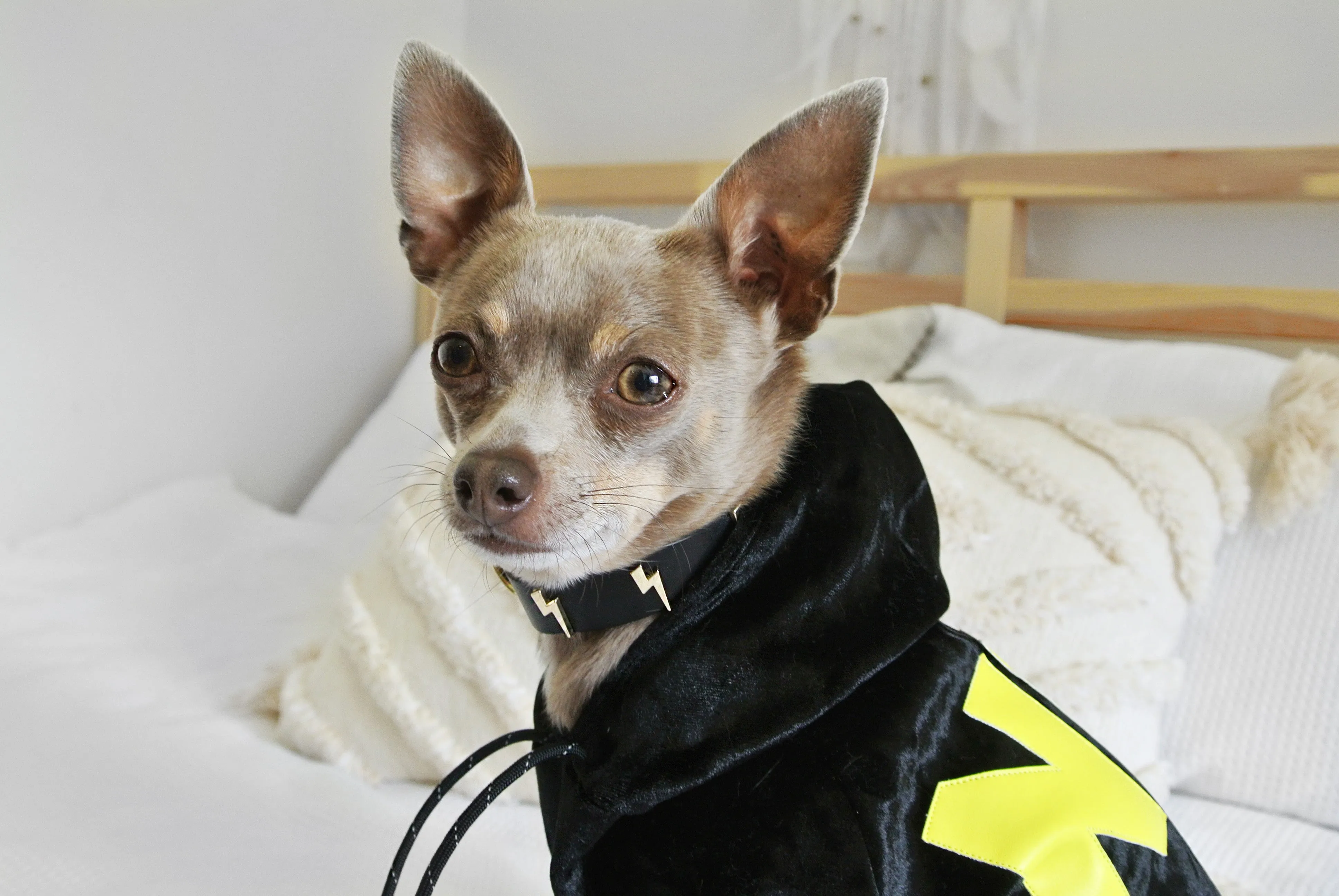 Black Velvet NYC Hoodie (DOG & CO. Exclusive) (FINAL SALE) (FINAL SALE)